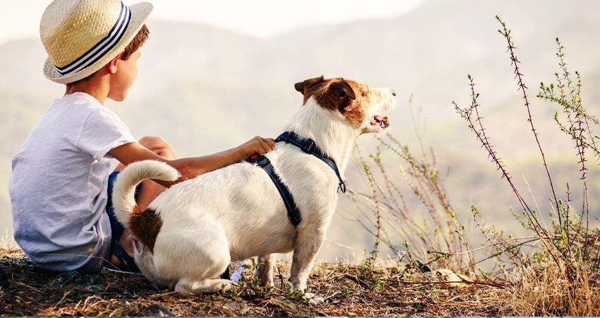 Protección animal se inculcará en infancia; aprueban reforma