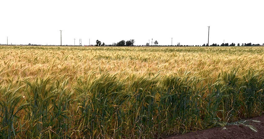 Reconoce SEPADA organización de productores de trigo del Valle de Santo Domingo