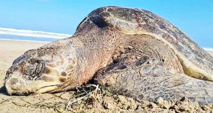 Piden ONG’s que México proteja a tortuga caguama antes de que lluevan embargos