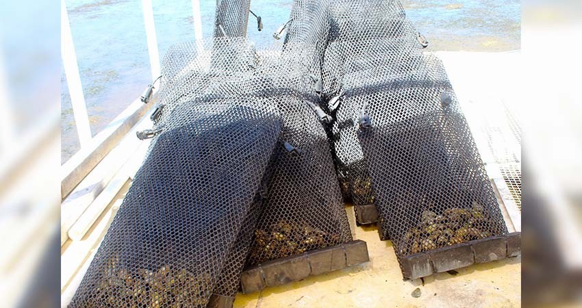 Preside SEPADA y comité estatal de sanidad acuícola primera asamblea ordinaria