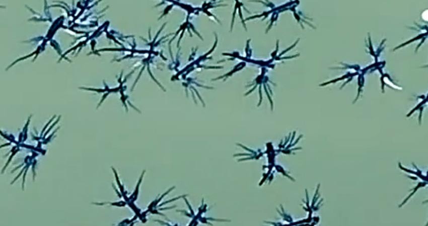 Reportan en playas de Los Cabos la presencia de "Dragón azul"