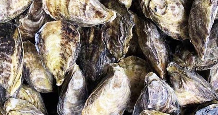 Suspende temporalmente COEPRIS la extracción de moluscos bivalvos en Puerto Adolfo López Mateos