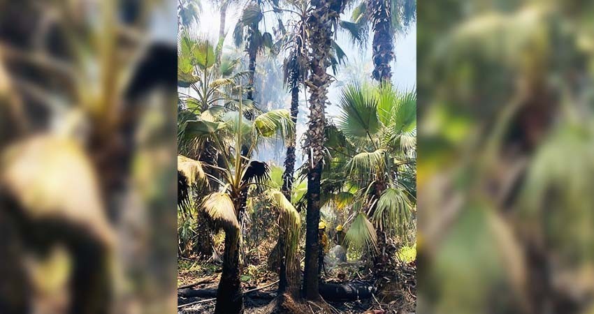 Coordina Protección Civil estatal jornada de limpieza en El Palmar de Todos Santos