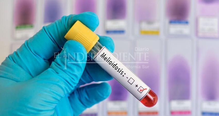 Lluvias torrenciales en la entidad podrían provocar un rebrote de melioidosis