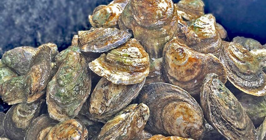 Reanuda COEPRIS extracción de moluscos bivalvos en Puerto Adolfo López Mateos