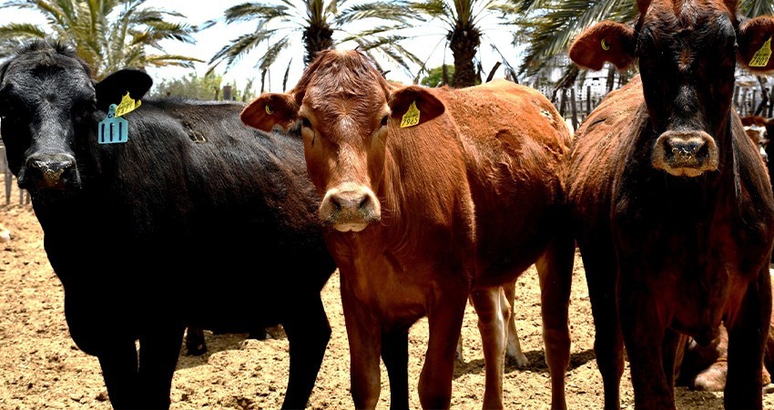 Trabaja SEPADA en nuevas estrategias de salud animal