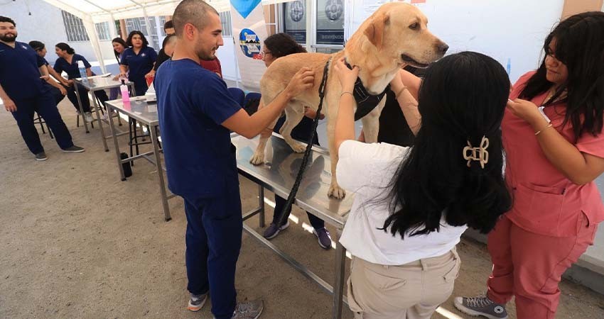 Se suma UABCS a Jornada Nacional de Vacunación Antirrábica Canina y Felina 2024