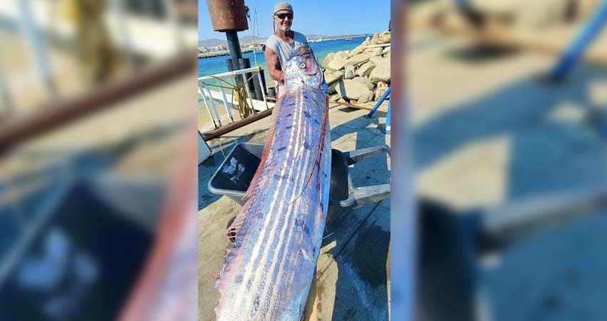 Localizan enorme "pez terremoto" en playas de Los Cabos