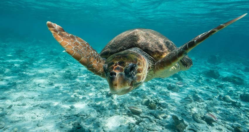 Operativo fallido en el Golfo de Ulloa, BCS, para proteger a la tortuga caguama