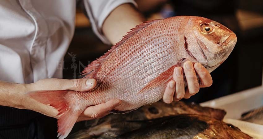 Promueven en restaurantes y hoteles de BCS cultura de sustentabilidad en la pesca