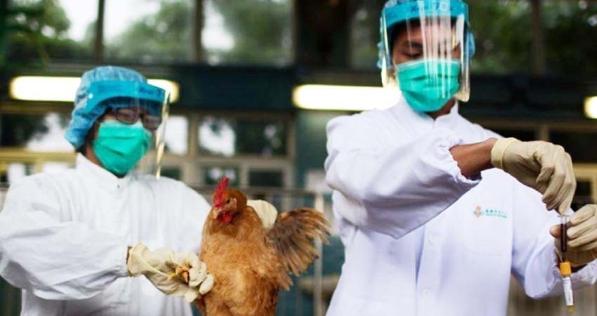 OMS confirma muerte de primer humano infectado por gripe aviar AH5N2 en México