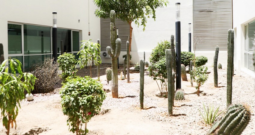 Inauguran en el hospital Salvatierra jardín de cactáceas regionales