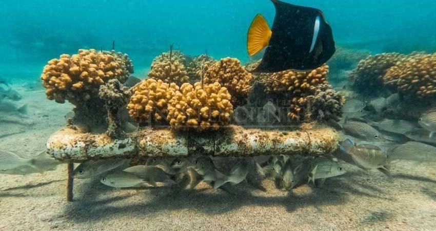Desde BCS asociación Efecto Arena trabaja en restauración de ecosistemas marinos