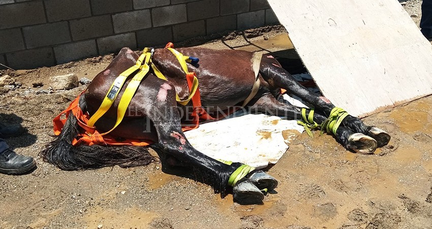 ¿Dónde está el dueño?: rescatan a caballo de canal pluvial en Cabo San Lucas