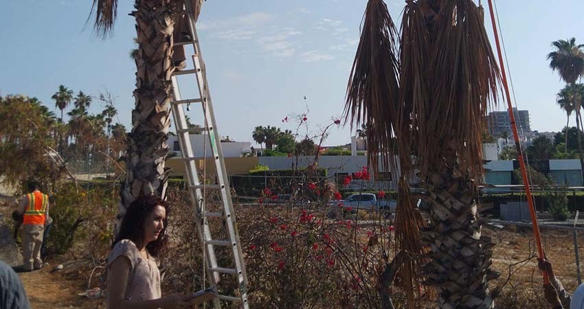 Se suma gobierno del estado en el cuidado e imagen de Los Cabos