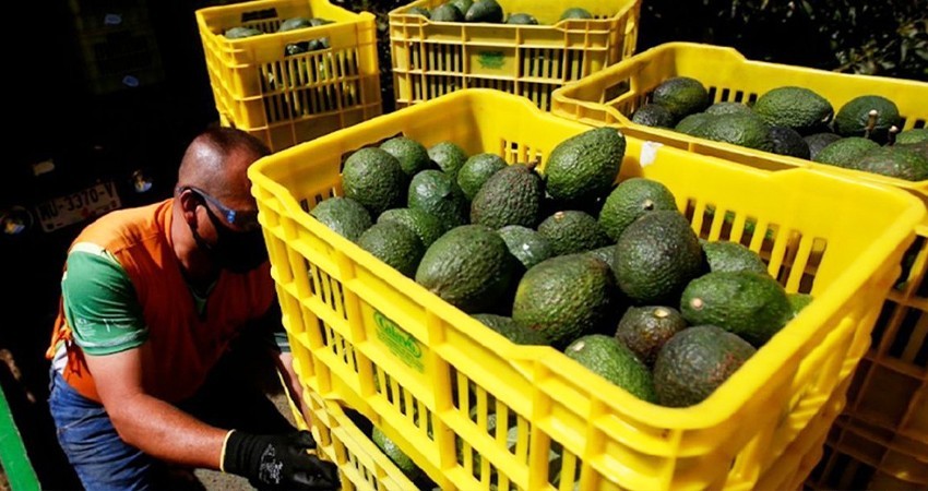 Michoacán alista reinicio de exportación de aguacate y mango a EE.UU.