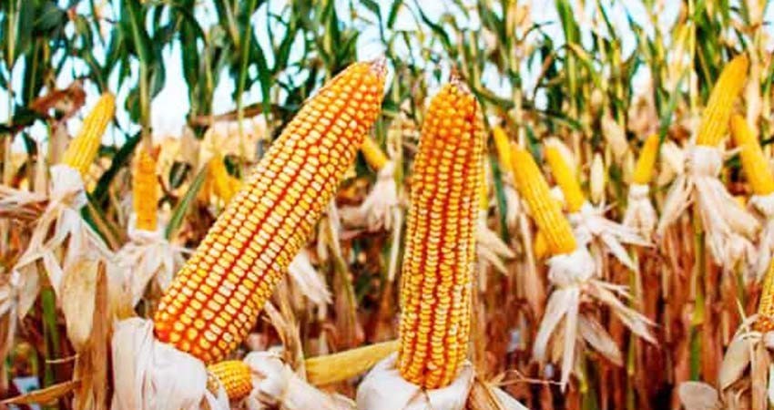 Activistas piden a panel del TMEC que defienda maíces nativos de México ante el transgénico