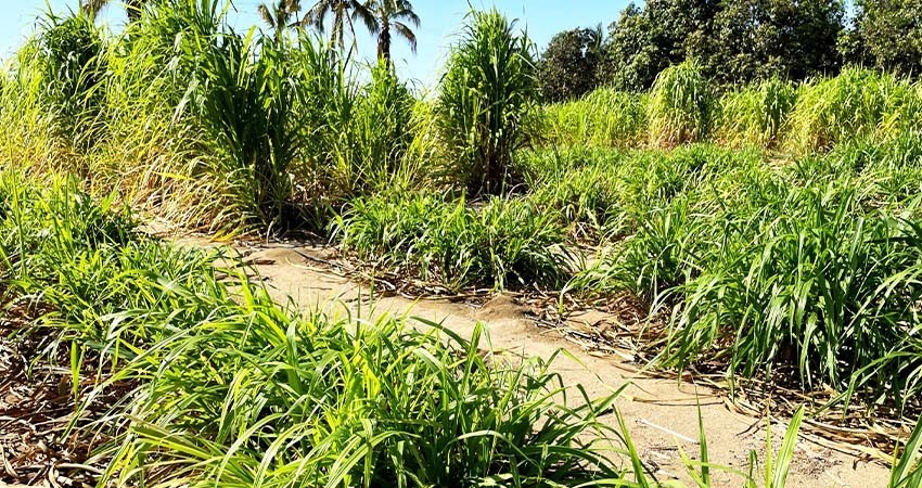 Distribuye SEPADA más de 6 mil kilos de zacate cuba 22 a productores de BCS