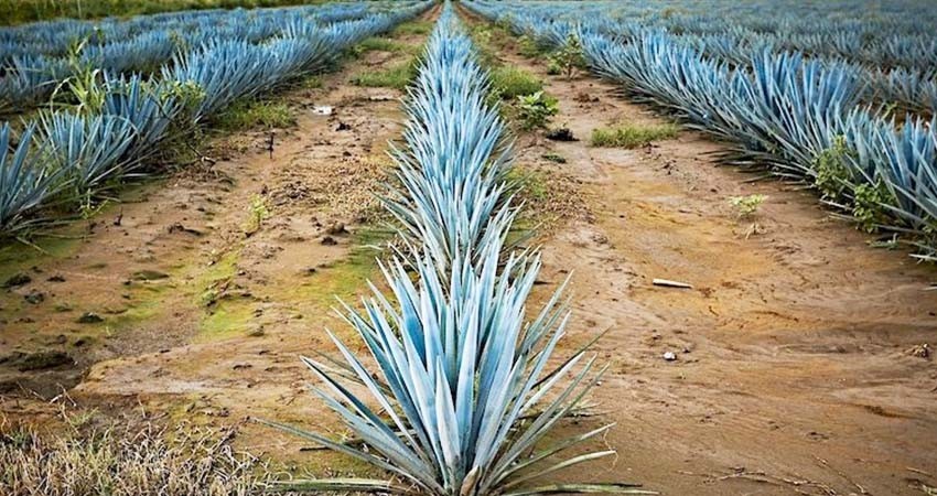 Cofece castiga con más de 4 mdp al Consejo Mexicano Regulador de la Calidad del Mezcal