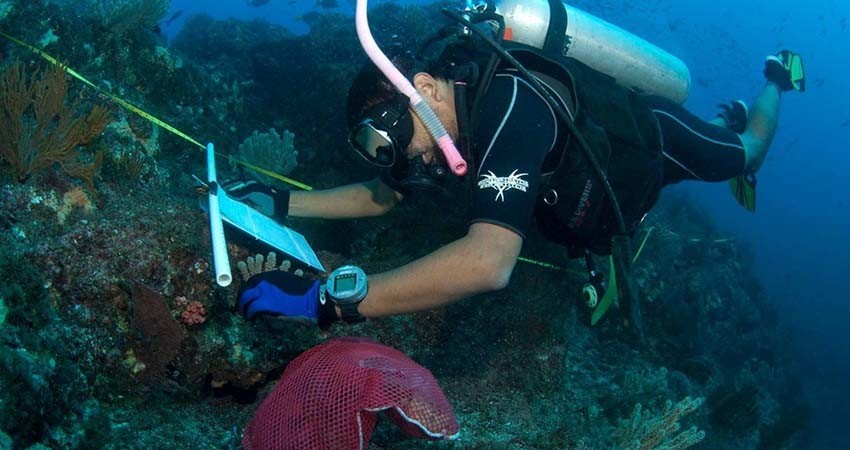 Desde hace 26 años la UABCS colabora en Programa de Monitoreo de Arrecifes
