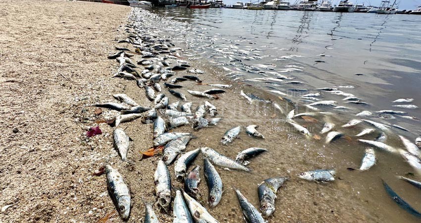 Se registra importante varamiento de peces en la bahía de La Paz