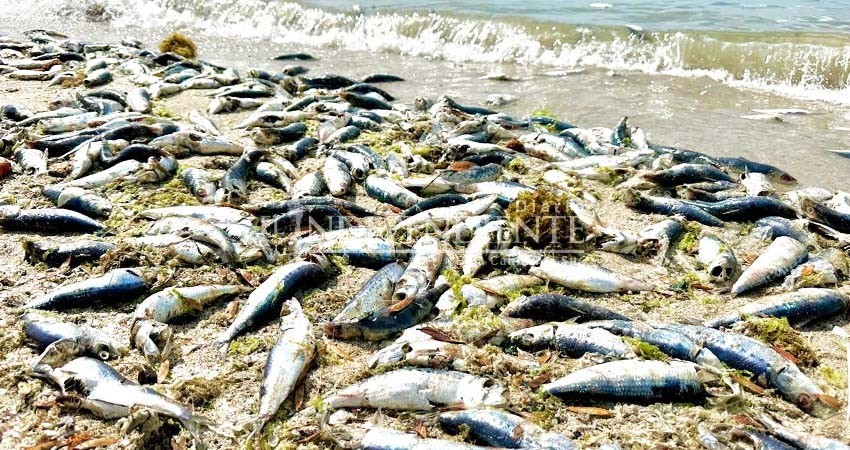 COEPRIS realizará análisis del agua de la bahía de La Paz por muerte de peces