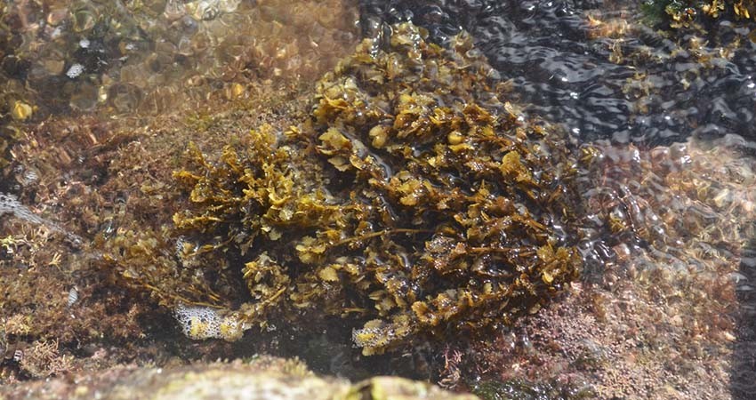 Estudian en la UABCS potencial agrobiotecnológico de algas pardas