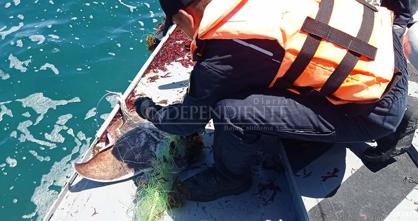 Localizan en Todos Santos redes de pesca con especies marinas en ellas