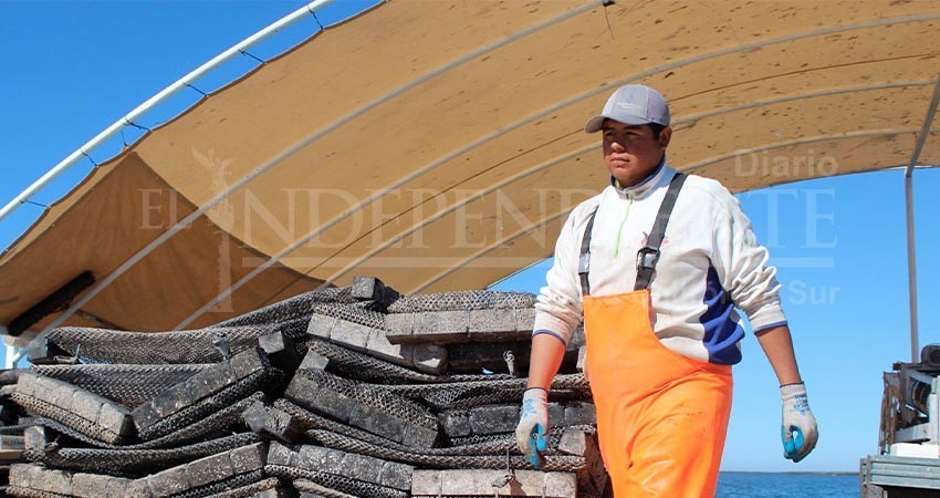 Gobierno del estado ha destinado 56 mdp al sector acuícola de BCS