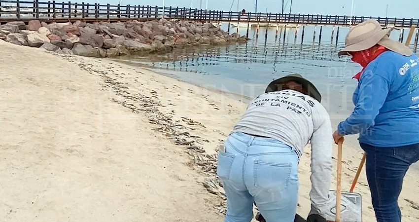 Ayuntamiento de La Paz eleva a Dirección el departamento de ZOFEMAT