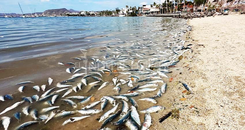 Descarta Castro Cosío que embarcaciones hayan desechado sardinas muertas en la bahía de La Paz