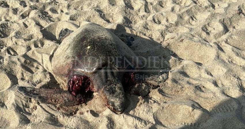 Denuncian muerte de tortugas en playas de Pescadero y Todos Santos