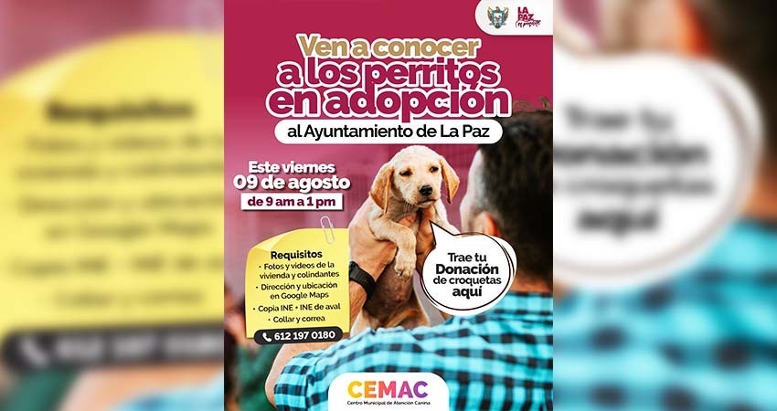 Invita CEMAC a la jornada de adopción de perritos en la explanada de Palacio Municipal