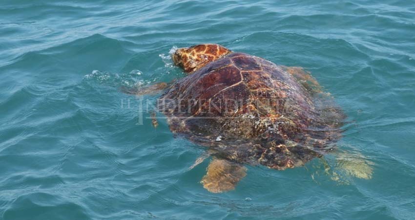 CONAPESCA usará barco mexicano para investigar mortandad de tortugas amarillas
