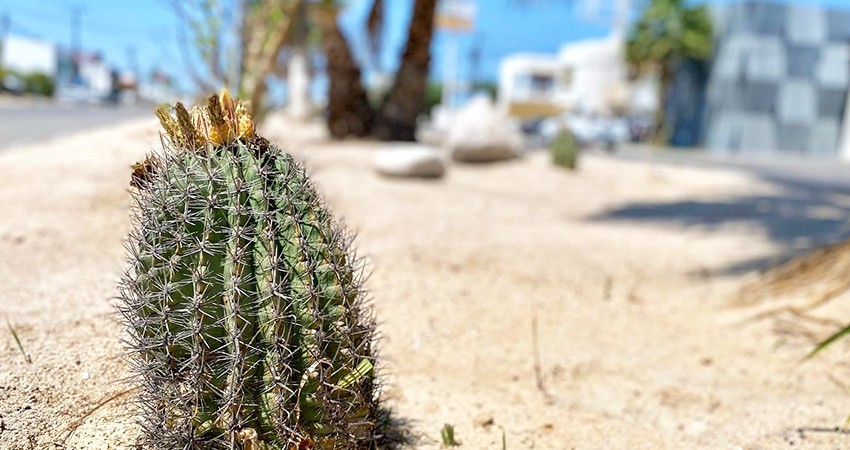 Se han trasplantado más de 1,200 ejemplares endémicos en “Camellones Choyeros” en el bulevar Olachea
