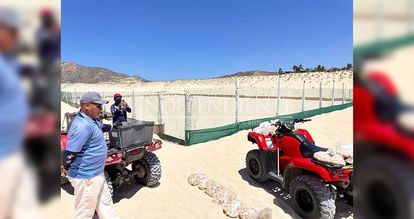 Primeras lluvias en Los Cabos han beneficiado a la anidación masiva de tortugas