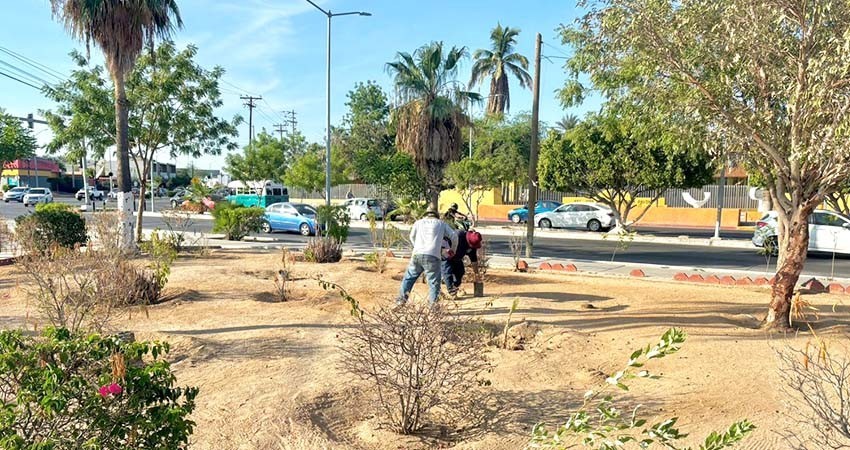 Reforesta servicios públicos municipales el parque Morelos