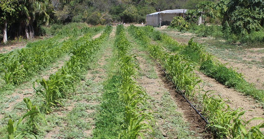 Emite SEPADA recomendaciones al sector agropecuario en temporada de lluvias