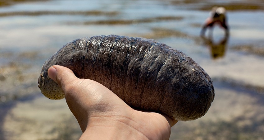 Detiene policía estatal a persona en posesión de producto marino en veda