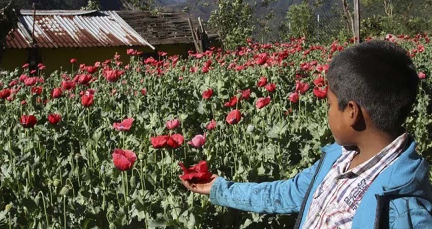 EE.UU. alerta de niños en México involucrados en cosecha de sustancias para hacer drogas