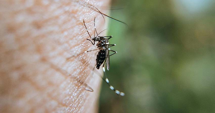 Aumentan el dengue, en una semana confirman casi 6 mil casos