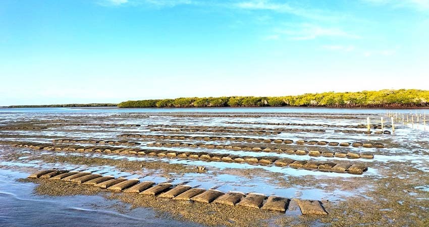 Destina el gobierno de BCS 28 MDP para el sector acuícola en 2024