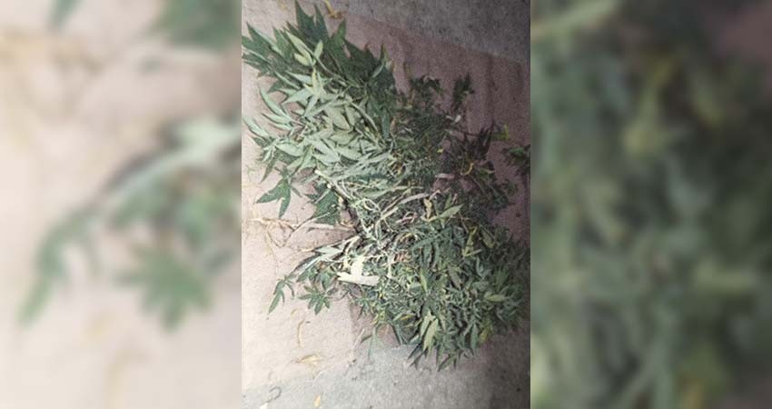 Vinculan a proceso a Israel “N” por posesión de narcóticos y siembra de marihuana en BCS