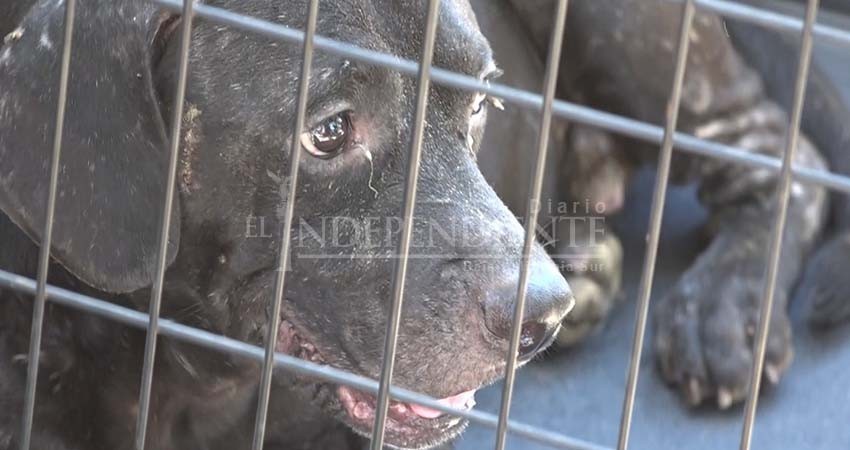 Rescatan a 24 perros en condiciones deplorables tras meses de abandono de La Paz