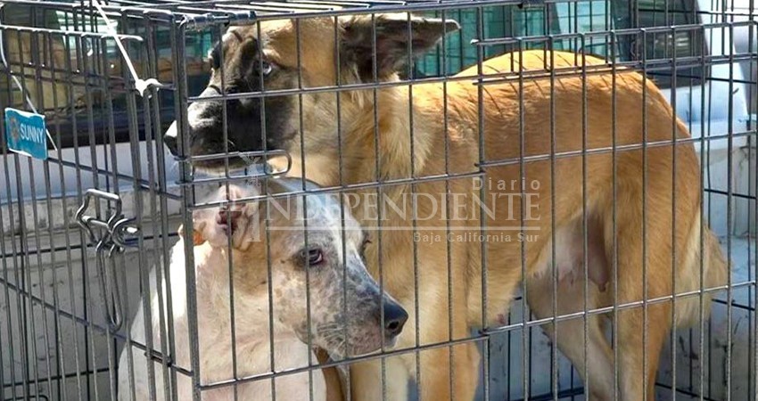 Urge fortalecer el marco jurídico para la protección de animales en BCS: Agúndez Cervantes