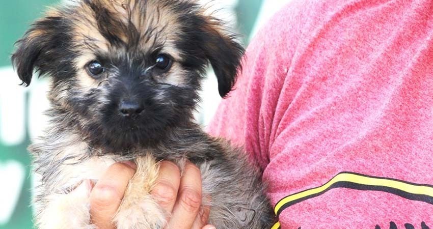 CEMAC llevará a cabo jornada adopción de mascotas en la explanada del Ayto de La Paz