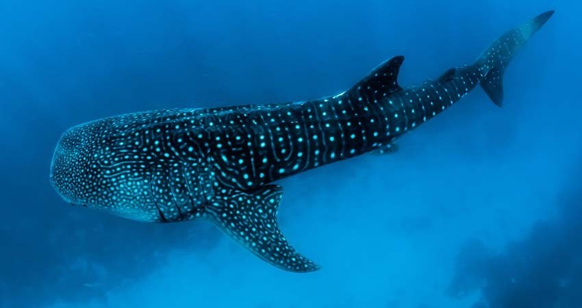 Calentamiento del océano incrementa amenazas para tiburones ballena por colisiones con barcos