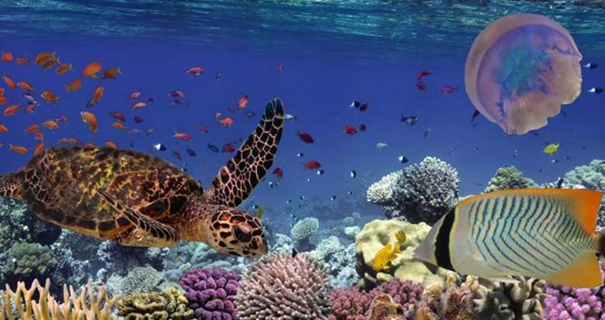 Caen 73% poblaciones de la vida silvestre; señala informe