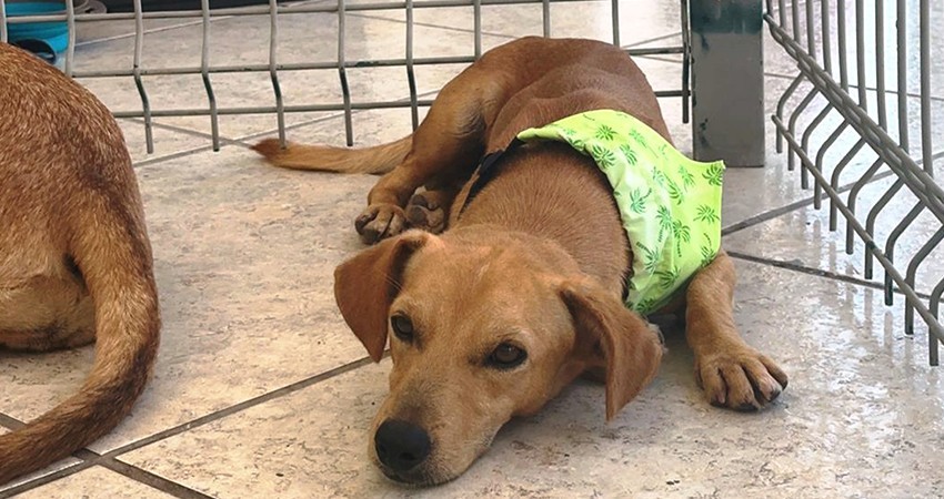 Invita el CMAC a la Feria de Adopción de perros en el Ayto de La Paz