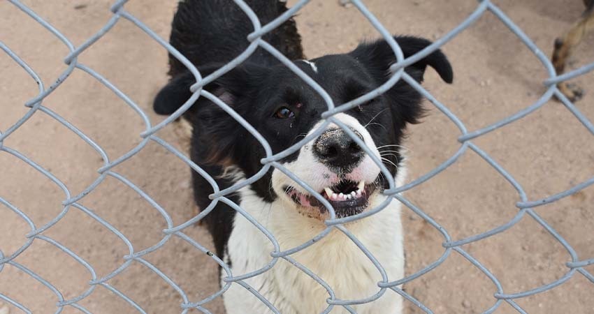 Adquirirá el Ayuntamiento de La Paz un incinerador para el CEMAC